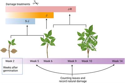 Early damage enhances compensatory responses to herbivory in wild lima bean